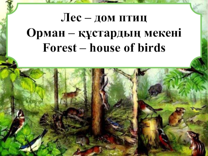 Лес дом для птиц. Лес без птиц и птицы без леса не живут. Лес наш дом. Лес дом для птиц рис.