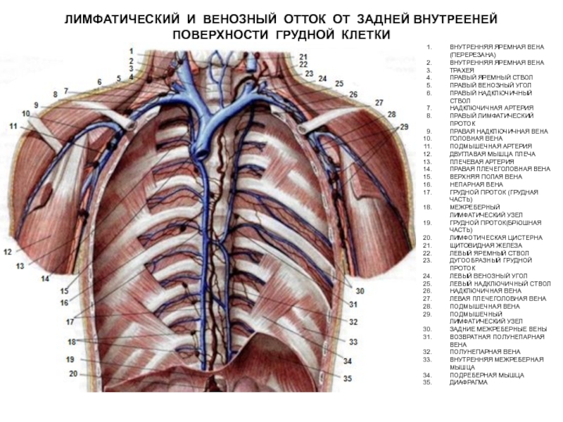 Вены грудной полости схема