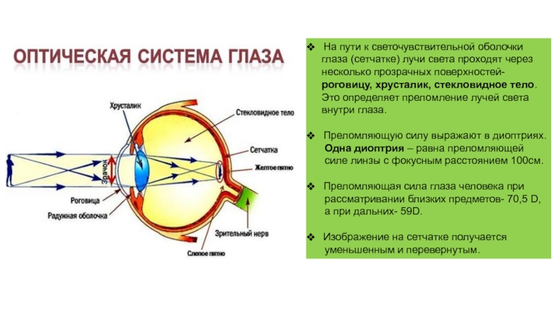 Регулирует количество света проходящего в глаз. Оптическая система глаза. Строение оптической системы глаза. Ход лучей через оптическую систему глаза. Путь световых лучей через глаз.