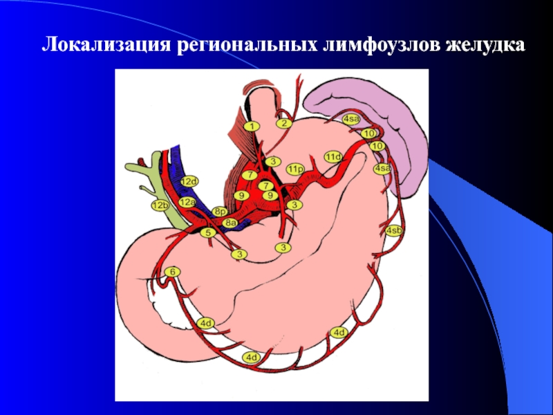 Локализация региональных лимфоузлов желудка