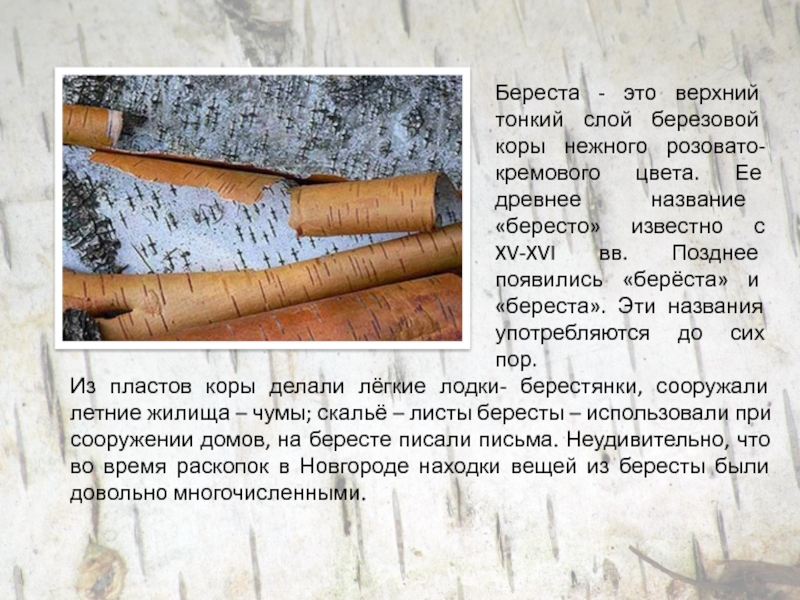 Основная мысль текста береста верхний слой коры. Книги из бересты. Основная мысль текста береста верхний слой коры. Без знаний и лаптя не сплетёшь. Бумага и берестяные грамоты.