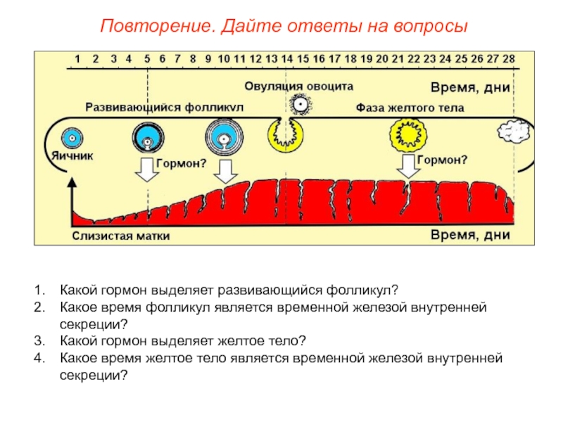 Фолликул на 13 день. Желтое тело временная железа внутренней секреции. Презентация Пименов эндокринная система. Гормоны фолликула. Железы временной секреции.