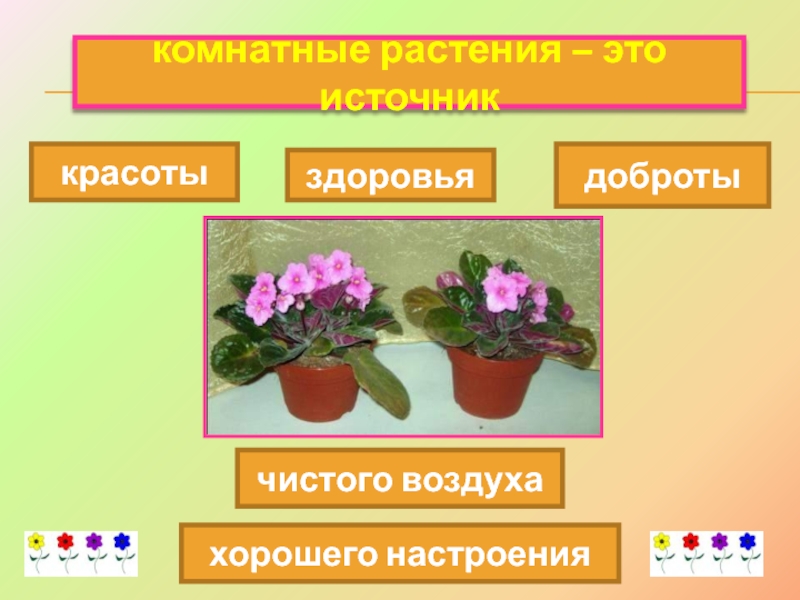 Комнатные растения 2 класс презентация 2 класс