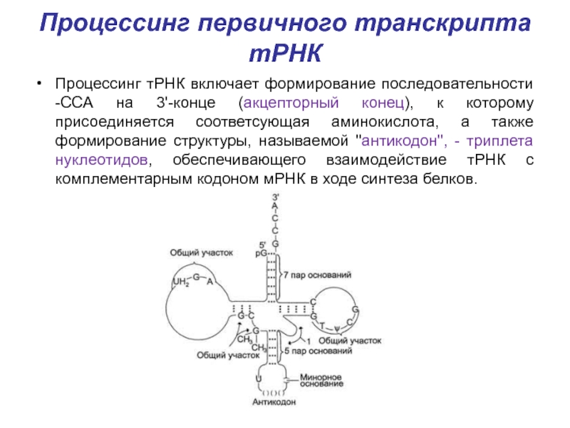 Последовательность этапов процессинга. Процессинг первичных транскриптов РНК И ТРНК. Процессинг ТРНК У эукариот. Процессинг биохимия. Строение первичного РНК транскрипта.