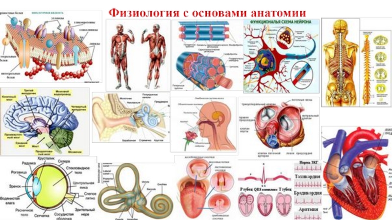 Лекция 12. Регуляция сердца