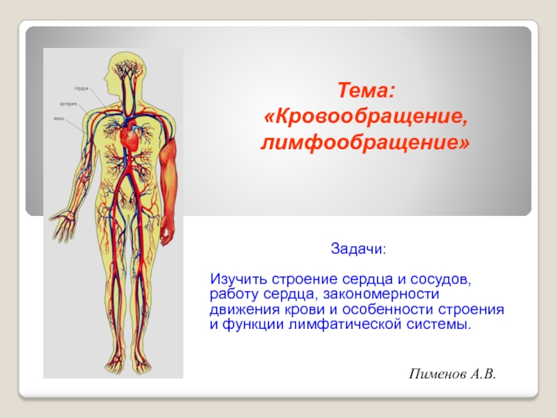 Презентация Пименов А.В.
Задачи:
Изучить строение сердца и сосудов, работу сердца,