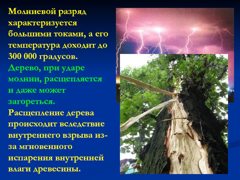 Дерево градусов. Расщепленное дерево молнией. Расщепление дерева. Расщепление деревьев при молнии. Молниевый разряд.