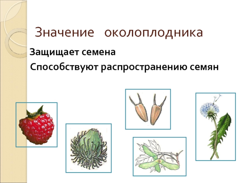 Презентация плоды и их классификация распространение плодов и семян