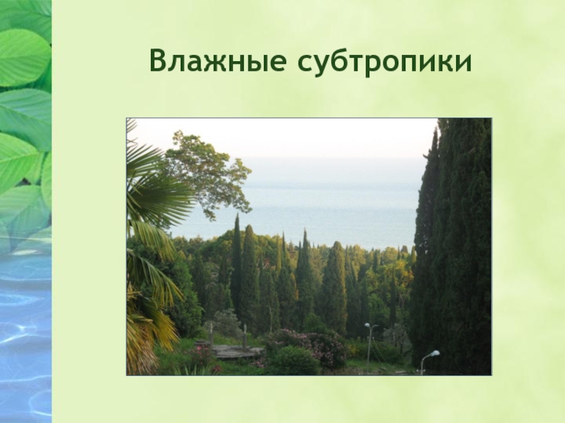 Субтропики окружающий 4. Природные зоны России субтропики. Суптрапичиииская зона рассии 4клласс. Субтропическая природная зона России. Природная зона влажные субтропики.