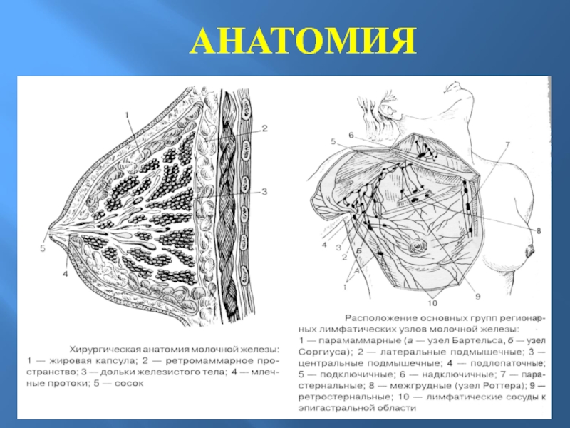 Стадия молочной железы. Строение молочной железы козы. Молочной железы для презентации. Строение молочной железы козы форма. Анатомия желез козы.