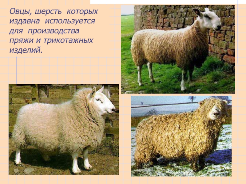 Цвет шерсти овец. Шерсть овцы. Овцеводство шерсть. Шерстяное овцеводство. Породы овец для шерсти.