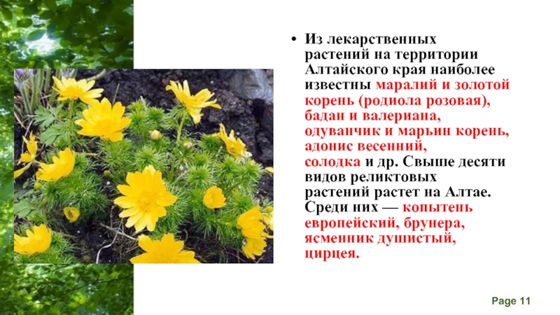Растения красной книги алтайского края фото и описание