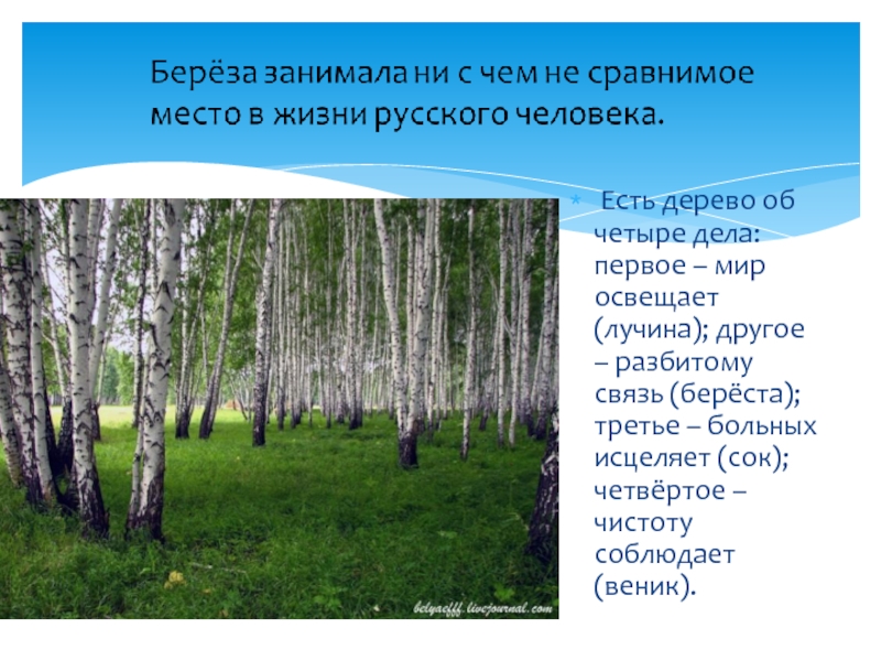 Опыт береза. Береза. Береза для презентации. Роль березы в жизни человека. Береза как символ России.