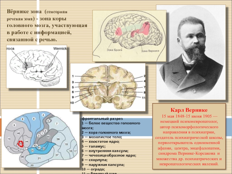 Психоморфологическое направление и концепция эквипотенциальности мозга презентация