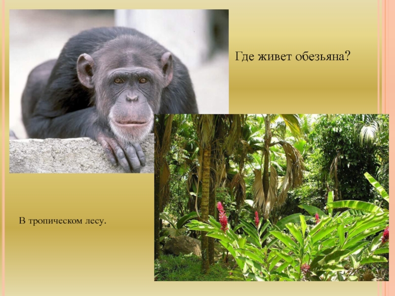 Где обитают шимпанзе. Где живут обезьянки. Вид обезьян в тропических лесах. Обезьяны в тропическом лесу. Где обитают мартышки.