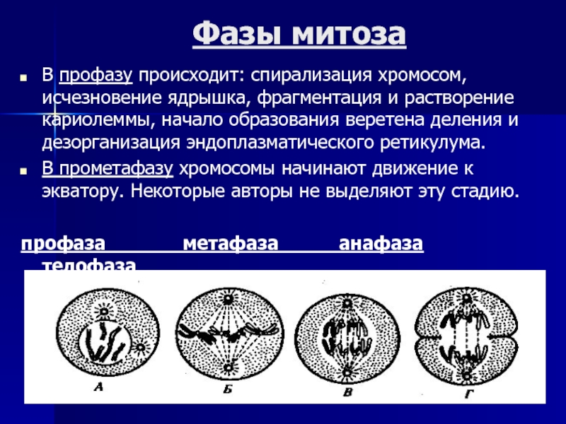 Исчезновение границ ядра спирализация хромосом