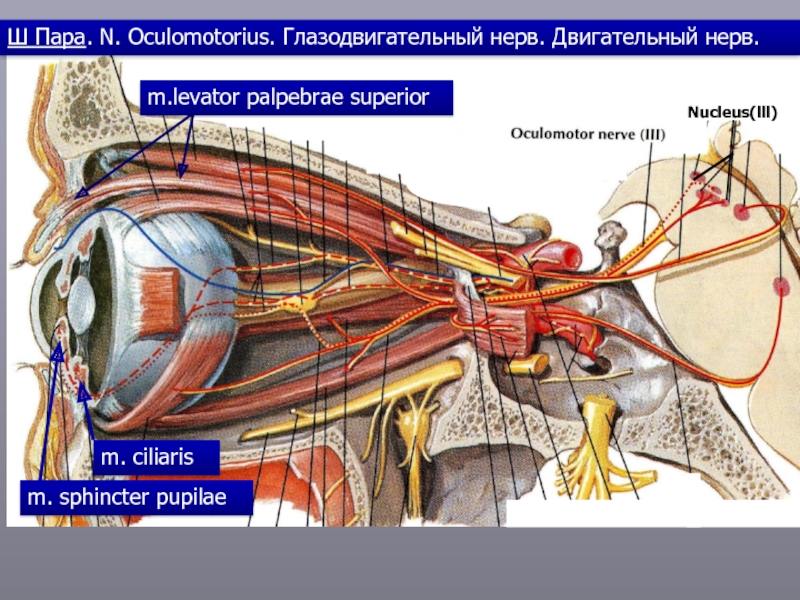 Презентация глазодвигательный нерв