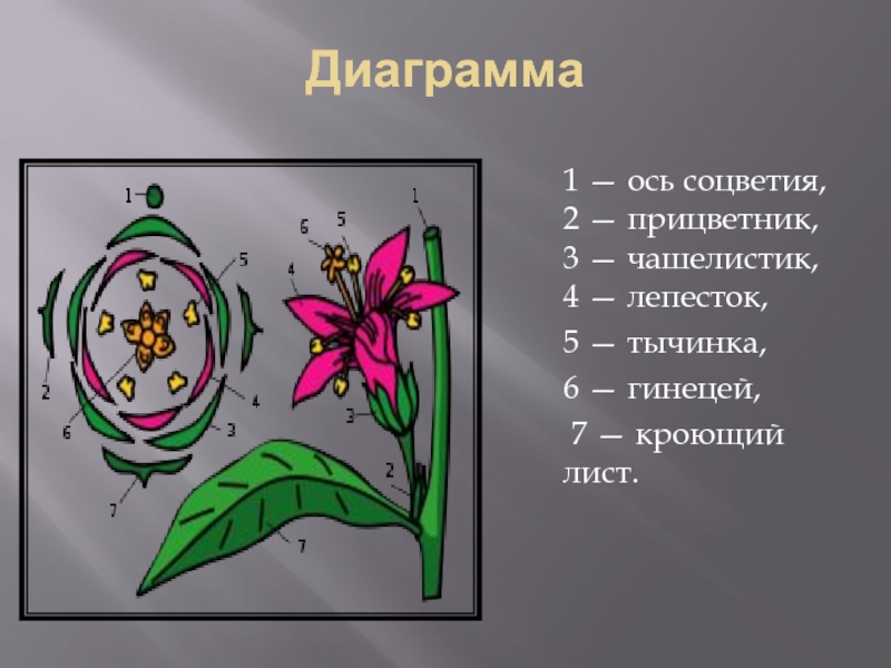 Диаграмма по биологии 5. Диаграмма лилейных цветков. Диаграмма семейства лилейных. Семейство Лилейные диаграмма цветка. Диаграммы цветков семейства Лилейные.