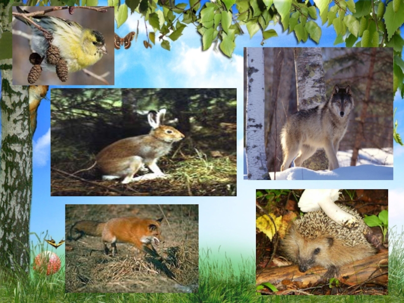 Природное сообщество лес животные. Природные сообщества Рязанской области. Природное сообщество лес. Белка и куница Тип взаимоотношений. Природное сообщество Удмуртии.