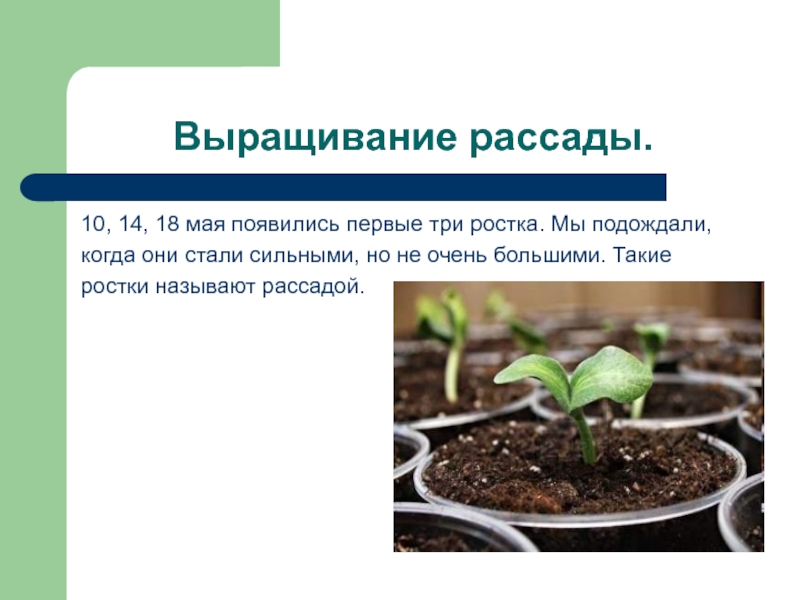 Расти класс. Проросток. Проростком называется. Проект по биологии 6 кл выращивание рассады. Рассада текст.