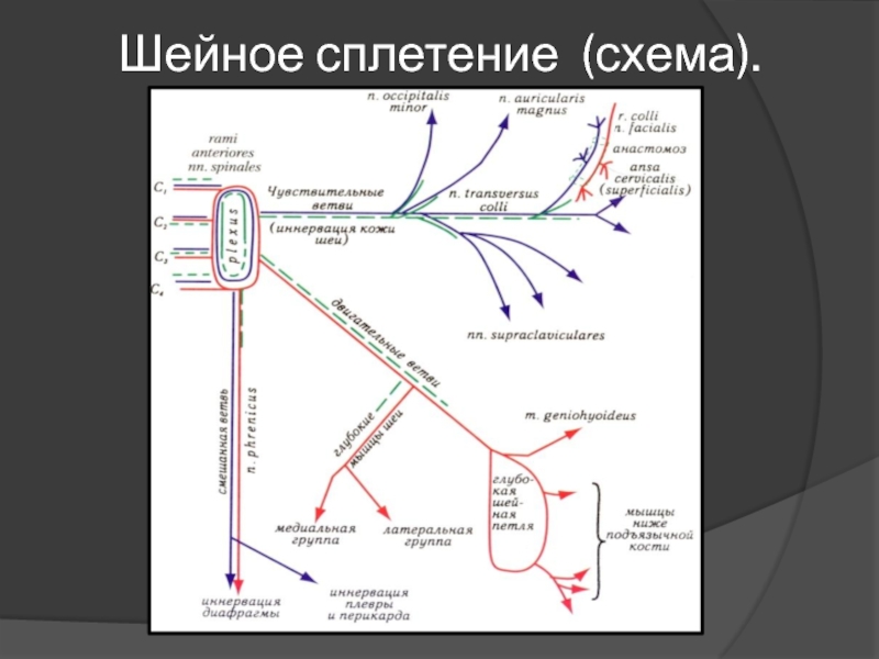 Шейное сплетение. Схема формирования шейного сплетения. Шейное сплетение схема иннервация. Графологическая структура шейного сплетения. Схема образования шейного сплетения.