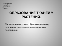 ОБРАЗОВАНИЕ ТКАНЕЙ У РАСТЕНИЙ