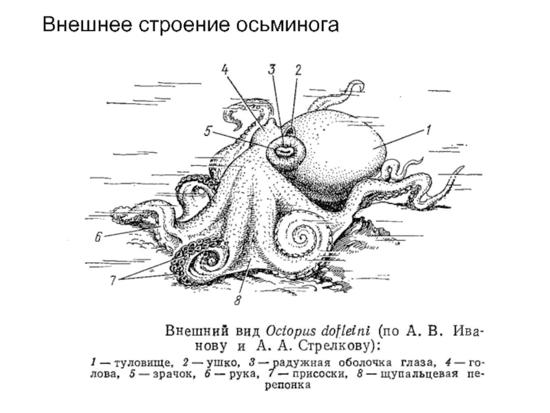 Строение осьминога картинки