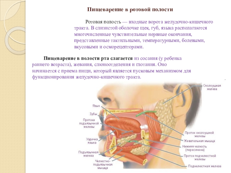 Железа протоки которой открываются в ротовую полость. Пищеварение в ротовой полости. Пищеварение в ротовой полости анатомия. Ротовая полость входные ворота. Пищеварение человека ротовая полость.