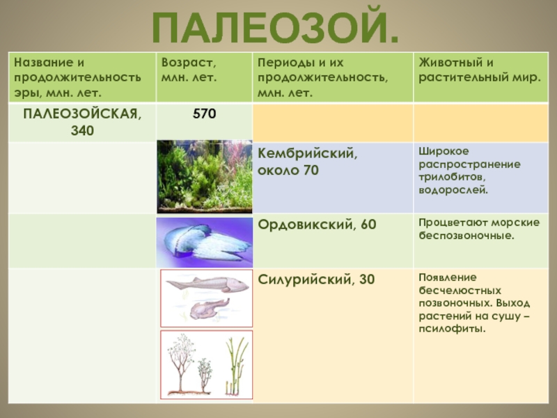 Основные этапы эволюции органического мира на земле презентация 11 класс