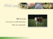 wild and domestic animals