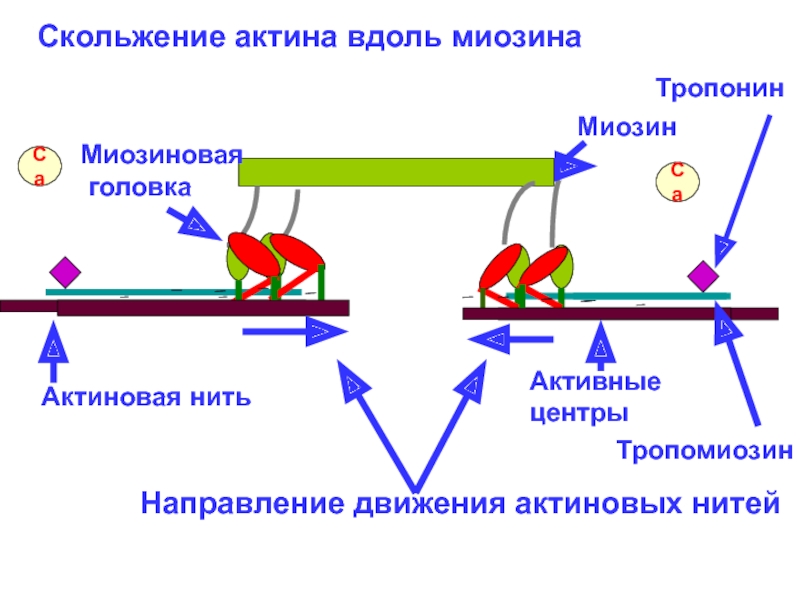 Нити актина. Схема движения актина и миозина. Механизм скольжения нитей актина и миозина. Активный центр миозина и актина. Мышечное сокращение актин миозин.