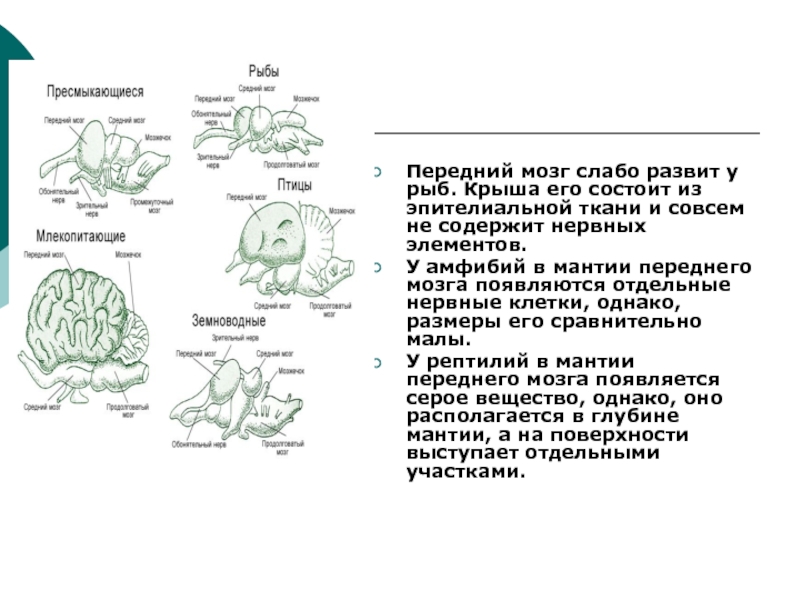 Передний мозг слабо развит. Филогенез мозга. Филогенез конечного мозга. Филогенез головного мозга вывод. Типы мозга в филогенезе.