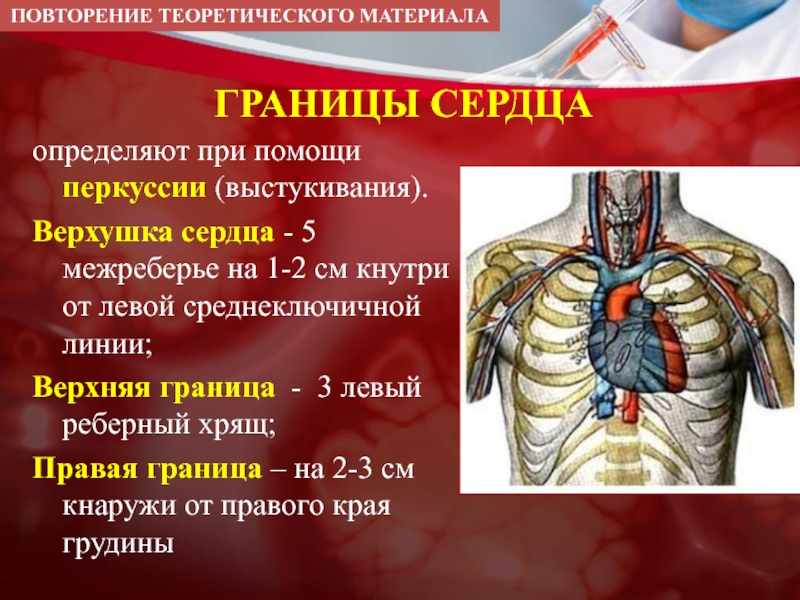 Левая граница. Верхушка сердца. Верхушка сердца расположена. Границы сердца по среднеключичной линии. 5 Межреберье верхушка сердца.