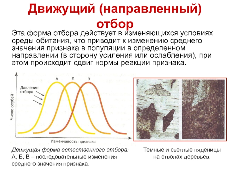 Движущий естественный отбор картинки