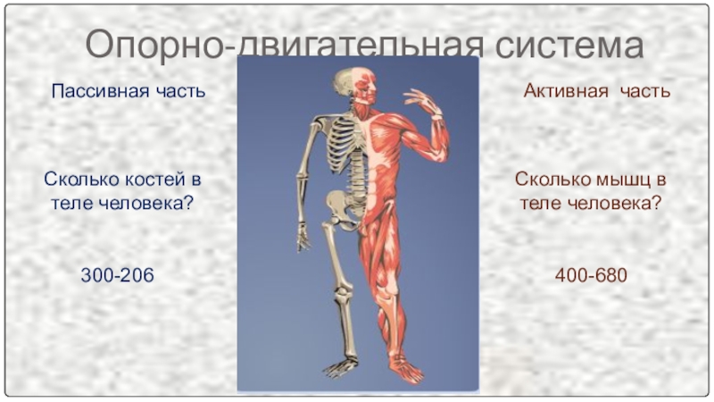 Сколько костей имеет. 206 Костей в человеческом организме. Сколько костей у человека. Сколько костей в теле человека. Сколькоклстей в теле человека.