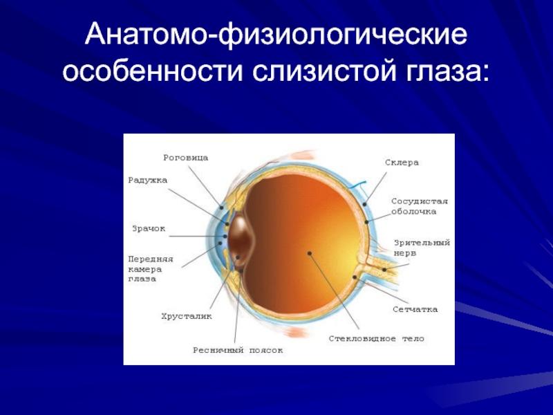 Особенности слизистой