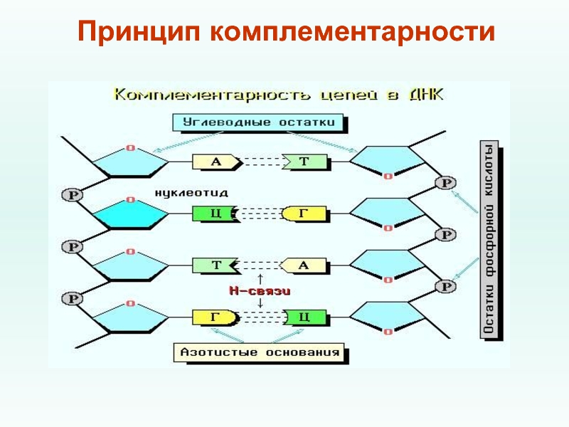 Принципы днк. Принцип комплементарности биология. Понятие комплементарности. Принцип комплементарности в генетике. Принцип комплементарности ученый.