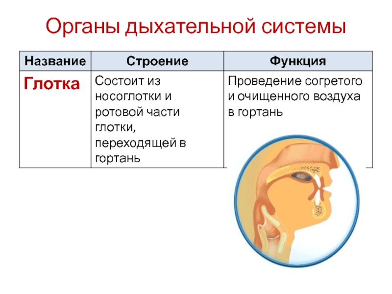 Дыхание организмов 10 класс