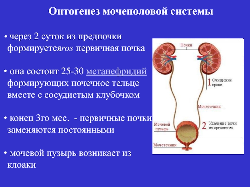 Почечное тельце состоит из