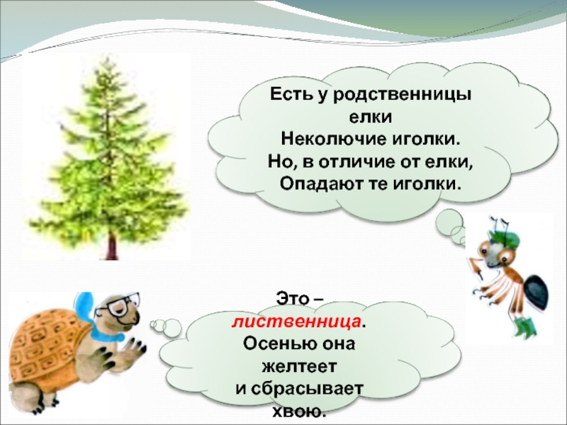 Что такое хвоинки 1 класс окружающий мир. Есть у родственницы елки неколючие иголки. Родственница ёлки с неколючими иголками. Что такое хвоинки. Задание по теме что такое хвоинки.