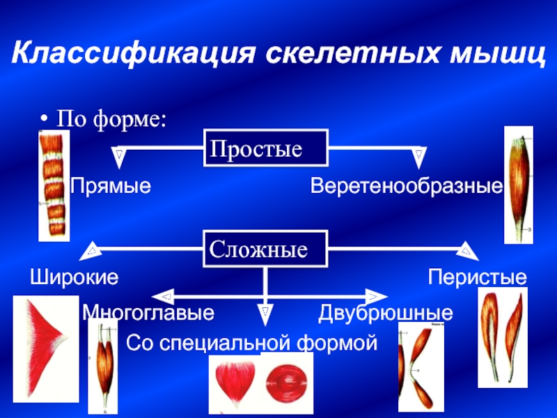 Составляет скелетную мускулатуру