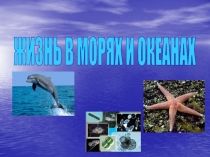 Жизнь в морях и океанах