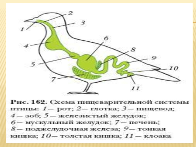 Пищеварительная система птиц. Внутреннее строение птиц пищеварительная система. Строение пищеварительной системы утки. Пищеварительная система птиц 7 класс биология. Пищеварение птиц схема.