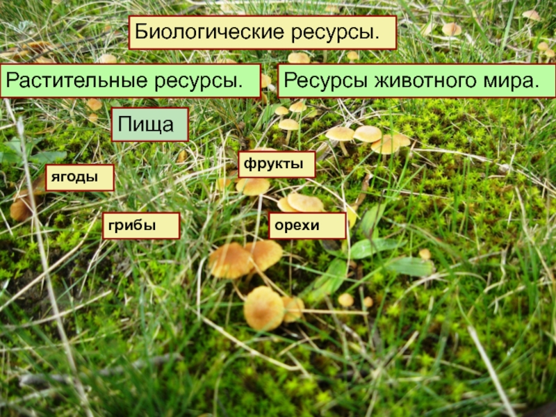 Биологические ресурсы краткая характеристика