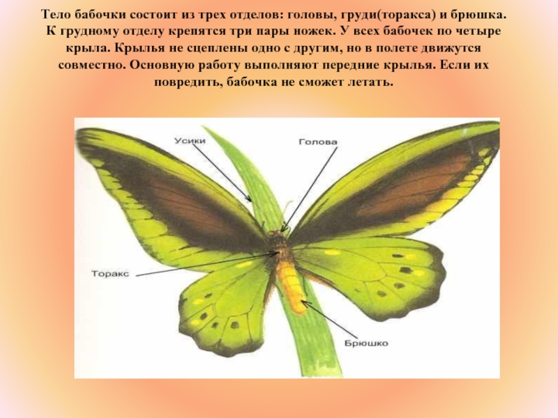 Основные части тела бабочки рассмотри рисунок и подпиши