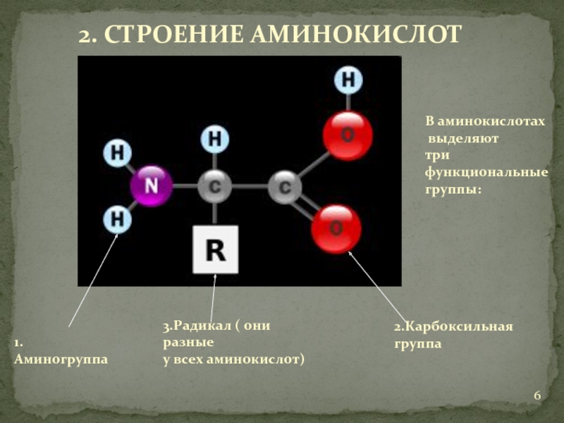 2. СТРОЕНИЕ АМИНОКИСЛОТВ аминокислотах выделяют три функциональные группы:1.Аминогруппа 2.Карбоксильная группа3.Радикал ( они разные у всех аминокислот)