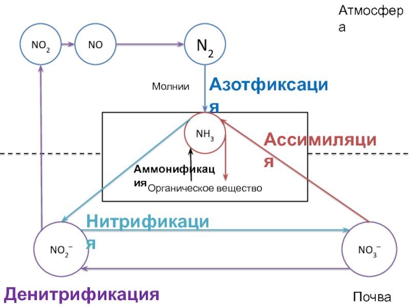 Mo что значит. Ассимиляционная денитрификация. Нитрификация и денитрификация микробиология. Азотфиксация и денитрификация. Азотфиксация и денитрификация океанов.