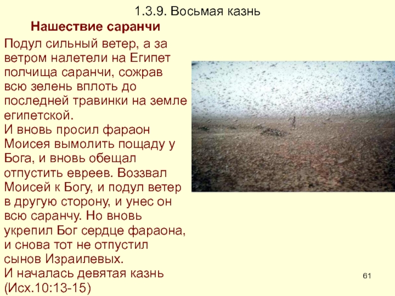 Текст песни саранча. Нашествие саранчи казнь Египетская. Казнь Египетская Саранча. 10 Казней египетских Нашествие саранчи. Саранча в Египте казни египетские.