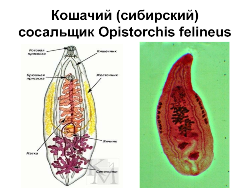 Кошачий сосальщик рисунок строение