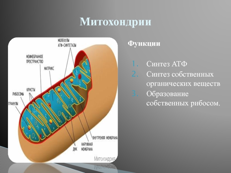 Функция митохондрии является. Функции митохондрии Синтез АТФ. Синтез АТФ В митохондрии клетки. Образование АТФ В митохондриях. Митохондрия Синтез АТФ ядро.